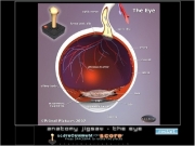 Anatomy jigsaw - the eye. http://www.mochiads.com/static/lib/services/services.swf http://www.anatomyarcade.com scoreComment : score...
