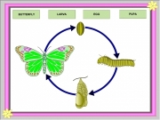 Butterfly life cycle. PLAY AGAIN RIGHT WRONG EGG PUPA BUTTERFLY LARVA Play Another Game...
