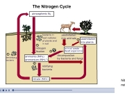 Nitrogen cycle. N Processes Cycle Overview LEARNING OBJECTIVES Animation is loading The Nitrogen 4 2 3 decompostionby bacteria and fungi 5 denitrifyingbacteria 1 nitrogenfixation ammonia (NH3)ammonium (NH4+) nitrifyingbacteria assimilationinto animals inroot nodulesof plants andin soil atmospheric N2 animal wastedead organisms nitrate (NO3-) Nitrogen, like carbon, a nutrient. Although not as abundant carbon in l...
