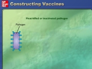 Vaccines. Play Text Audio Pause There are a variety of ways to produce vaccines. Traditionally, vaccines have consisted killed or inactivated pathogens. Copyright © The McGraw-Hill Companies, Inc. Heat-killed pathogen Pathogen Heat chemicals Antigens Dead, but antigenicity is retained Administer Vaccine simulates immunitybut cannot multiply. Attenuated Live, attenuatedcells viruses A second traditional ap...
