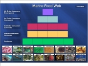 Marine food web. insert message here...
