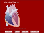 Heartbeats final. The heart is composed of cardiac muscle that contracts regularly to continuously pump blood around the body and lungs. Cardiac an involuntary tissue only found within heart. It reacts electricity which causes it contract. A beat consists two steps. In first step pushed from atria ventricles. second out through aorta pulmonary artery. phases as relaxes rhythmically. in cycle are systole diastole. ...
