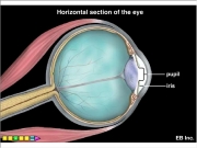 The eye. cornea iris pupil yaddayadda Horizontal section of the eye sclera vitreoushumour choroid retina lens muscle camerafilm light rays rod cone optic nerve...
