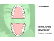 Permanent teeth. Permanent teeth - Lower central incisors (6-7 yrs) first molar Upper (7-8 lateral (8-9 canine (cuspid) (9-10 premolar (10-12 (10-11 second (11-12 (11-13 (12-13 third (17-21 Use cursor to rollovereach permanent tooth see name of and when it erupts centralincisors (first bicuspid)(10-12 (second bicuspid) Click arrow continue...
