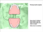 Primary teeth eruption. Primary tooth eruption - Lower canine (cuspid) (17-23 mos) Upper (16-22 first molar (14-18 (13-19 second (23-31 (25-33 central incisors (8-12 lateral (9-13 (6-10 (10-16 Use cursor to rollovereach see thename of the andwhen it erupts Click arrow continue...
