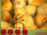 Game Baby chickens jigsaw