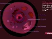 Animal cell quiz. cell_game.htm cell_tutorial.htm This organelle is known as "the powerhouse of the cell." 0 2 cell_quiz.htm...
