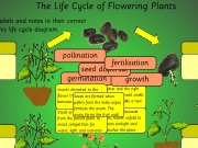 The life cycle of flowering plants. The Life Cycle of Flowering Plants Place the labels and notes in their correct places this life cycle diagram. With water right temperature seed swells begins to make a new plant. Stems grow up towards light, leaves unfold take more sunlight roots anchor germination pollination growth dispersal fertilisation Insects attracted flower transport pollen between plants. Seeds are scattered away from p...
