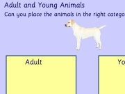 Game Young Animals