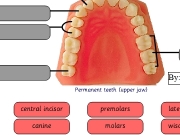 Tooth types. central incisor lateral premolars canine molars wisdom tooth Tooth Types Permanent teeth (upper jaw) Drag and drop the names to correctly label this diagram. Well Done!All labels are in right place. teeth.swf Menu Back Oh dear!Not all place.Try again. By: Check Reset Print...
