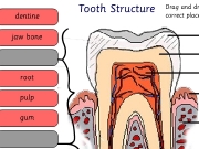 Tooth structure. Tooth Structure Drag and drop the labels to their correct place in this diagram. By: dentine crown root pulp gum canal jaw bone enamel Well Done!All are right place. teeth.swf Menu Back Oh dear!Not all place.Try again. Check Reset Print Glossary Crown: visible part of tooth above your covered by enamel.Dentine: hard tissue under tooth.Enamel: shiny outer surface tooth.Gums: firm flesh that surrou...
